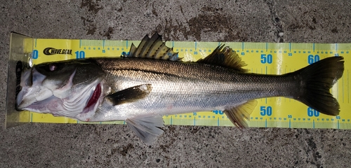 シーバスの釣果