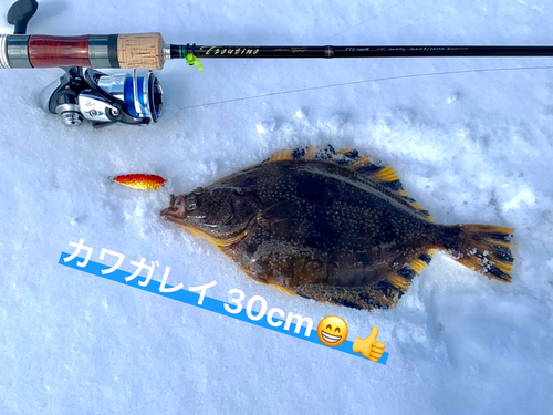 カワガレイの釣果