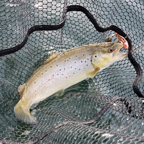 ブラウントラウトの釣果