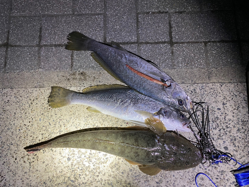 マゴチの釣果