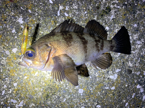 メバルの釣果