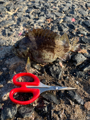 アラカブの釣果