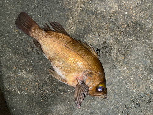 メバルの釣果