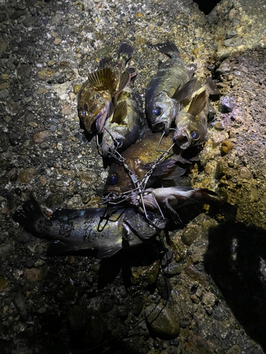 クロメバルの釣果