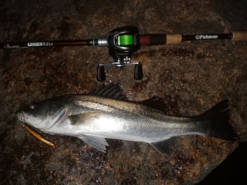 シーバスの釣果