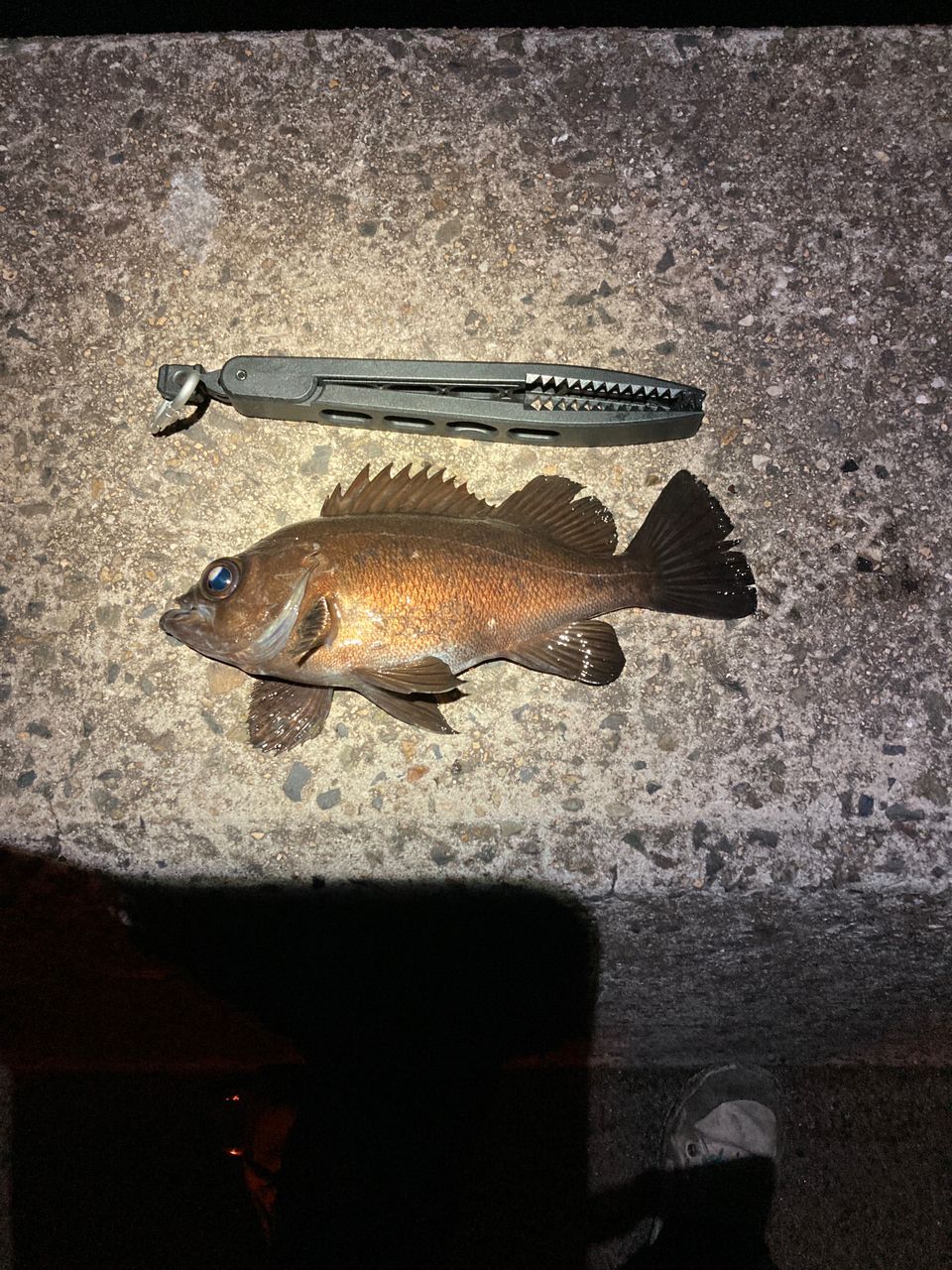 アコウ