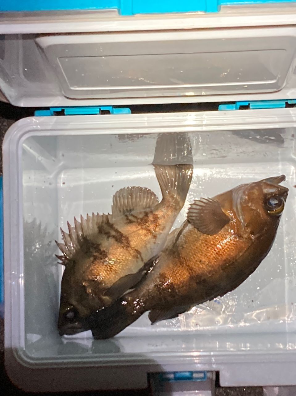 アコウ
