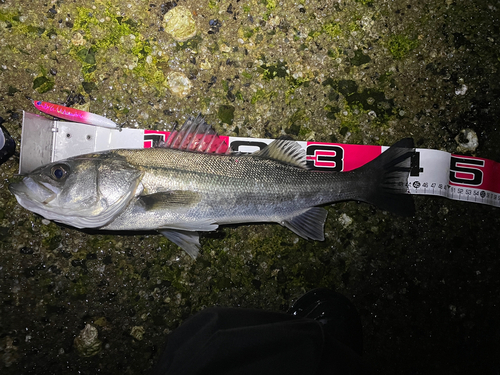 シーバスの釣果