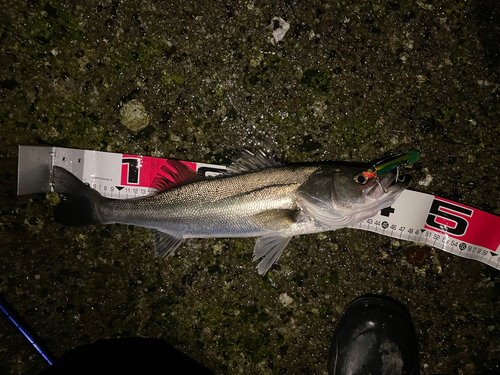 シーバスの釣果