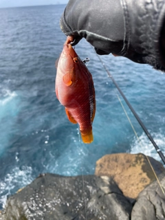 アカササノハベラの釣果