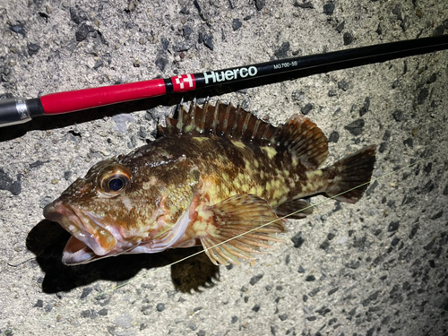 カサゴの釣果