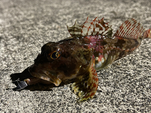 アサヒアナハゼの釣果