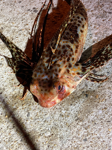 ハオコゼの釣果