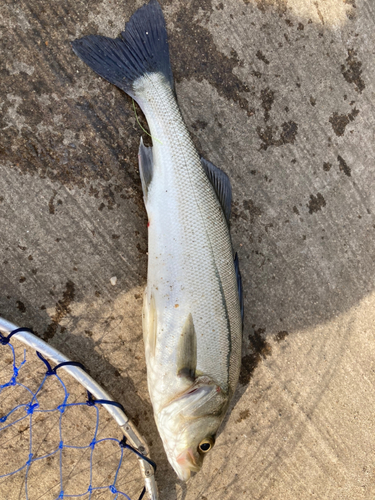 フッコ（マルスズキ）の釣果