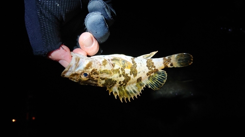 タケノコメバルの釣果