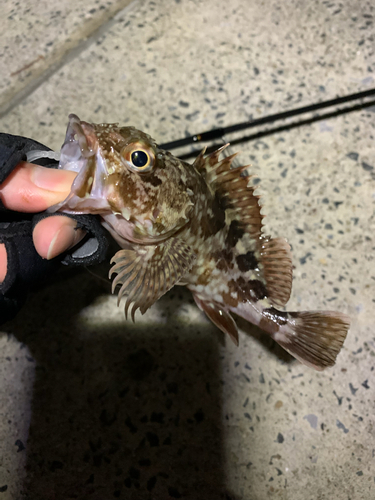 カサゴの釣果