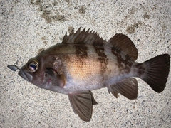 メバルの釣果