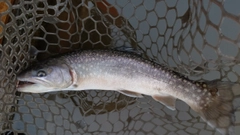 イワナの釣果