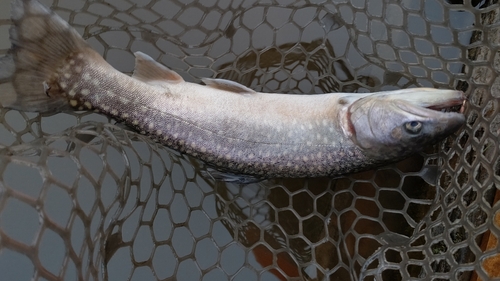 イワナの釣果