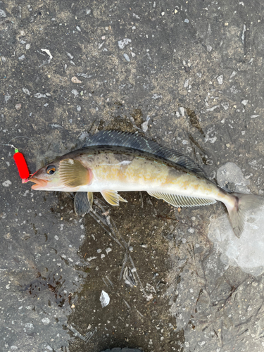 ホッケの釣果