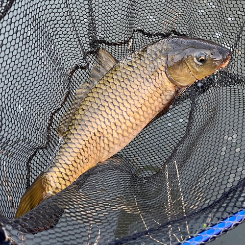 コイの釣果