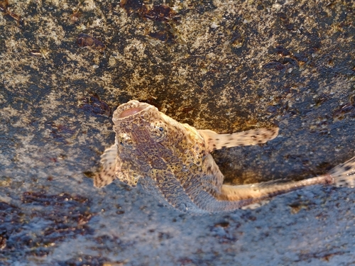 ネズミゴチの釣果