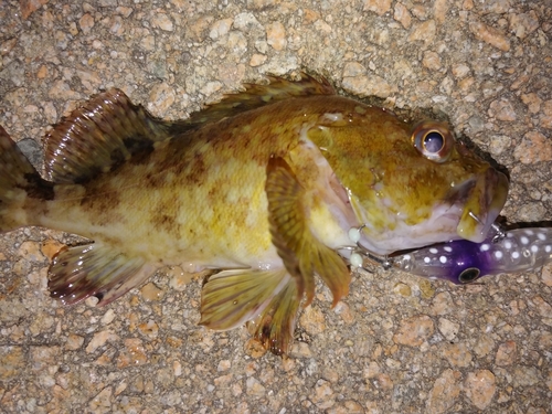 カサゴの釣果