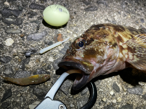 カサゴの釣果