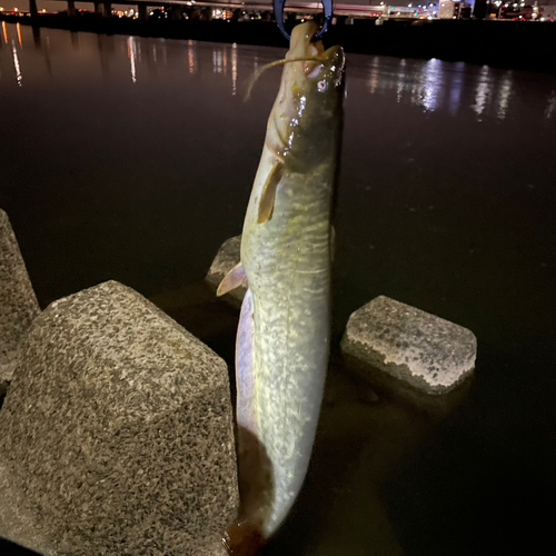 ナマズの釣果