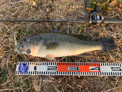 ラージマウスバスの釣果