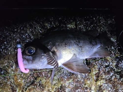 アカメバルの釣果