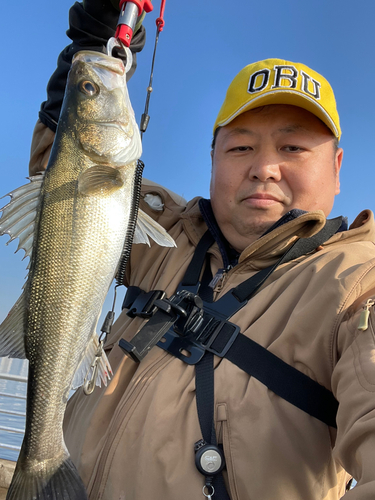 フッコ（マルスズキ）の釣果