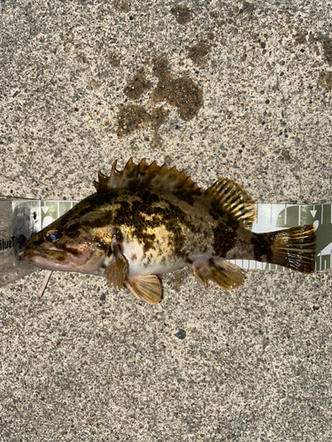 タケノコメバルの釣果