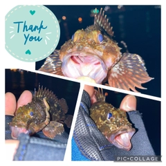 カサゴの釣果