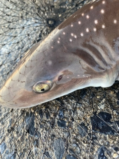 ホシザメの釣果