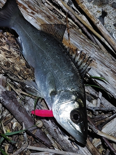 スズキの釣果