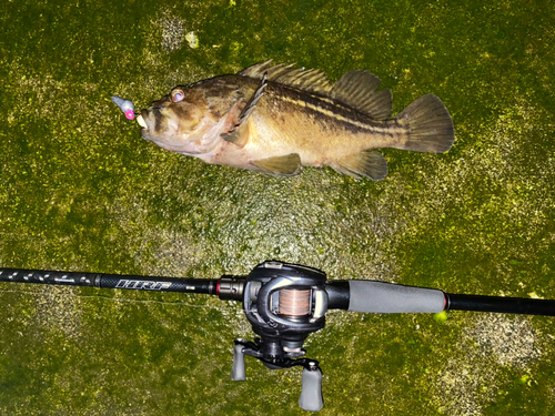 シマソイの釣果