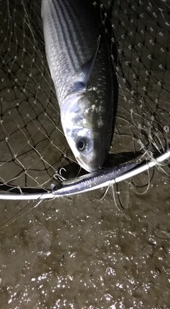 ボラの釣果