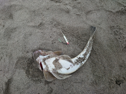 マゴチの釣果