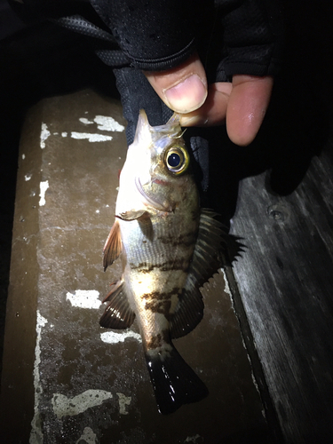 メバルの釣果