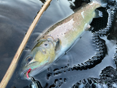 ブラウントラウトの釣果