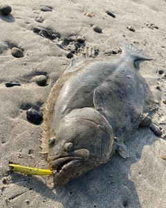 ヒラメの釣果