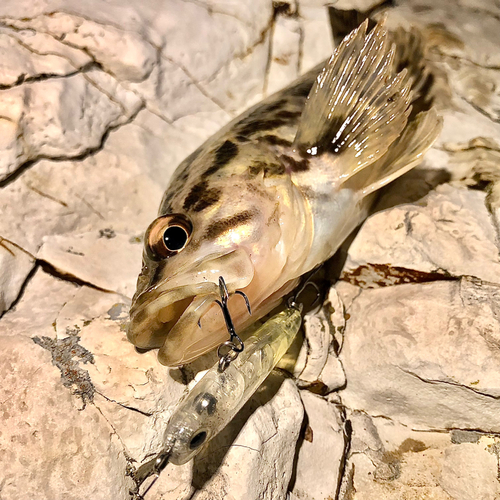 タケノコメバルの釣果