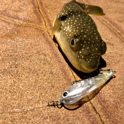 フグの釣果