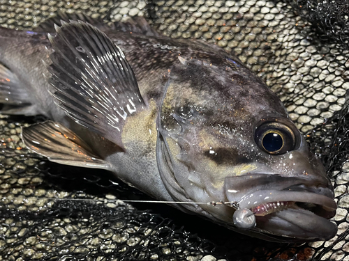 クロソイの釣果