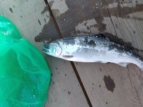 ヒメマスの釣果