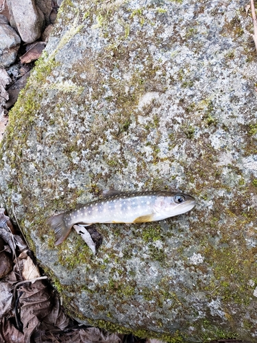 イワナの釣果