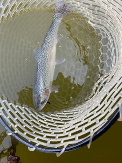 ニジマスの釣果