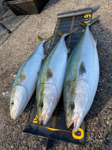 ブリの釣果