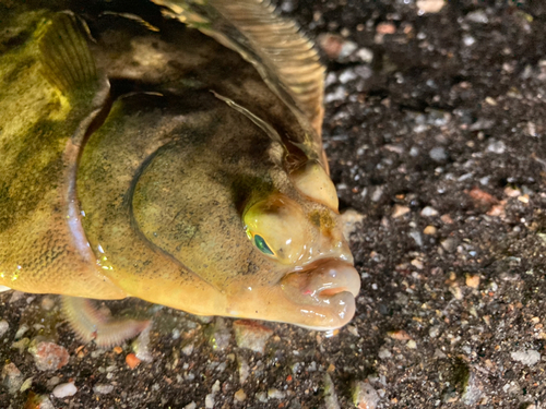 マコガレイの釣果